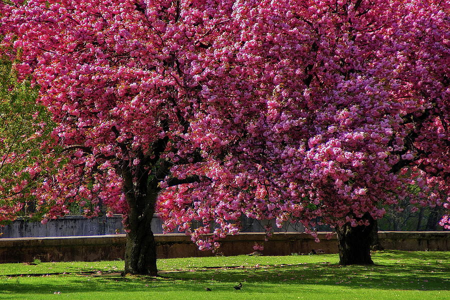 Nature Photograph - Cherry Blossom Trees #9 by Anthony Dezenzio