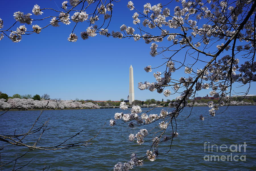 Cherry Blossoms Washington DC Photograph by Annamaria Frost