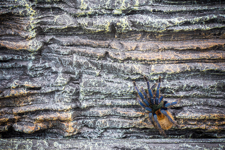 closed up of adult Tarantula #9 Photograph by Pathara Buranadilok