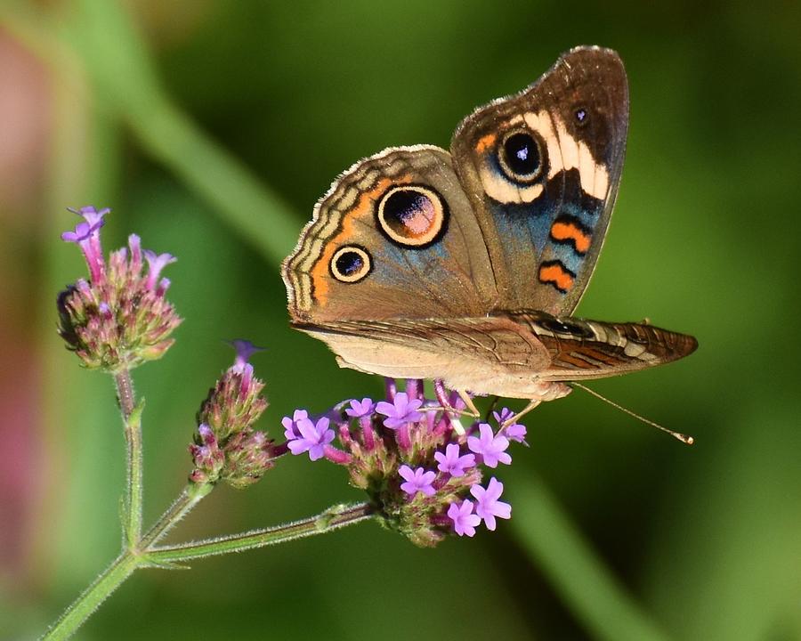 Common Buckeye Photograph by Chip Gilbert - Fine Art America