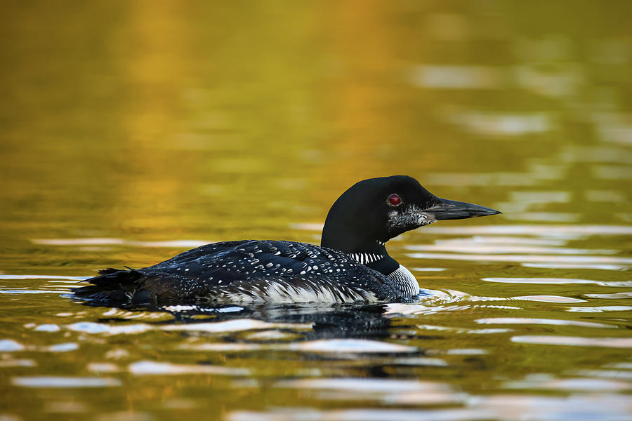 Common Loon #9 Photograph by Brook Burling