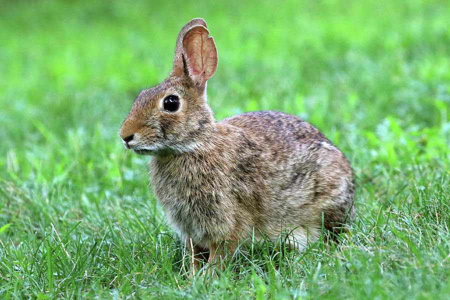 Cottontail Rabbit Calverton New York #9 Photograph by Bob Savage