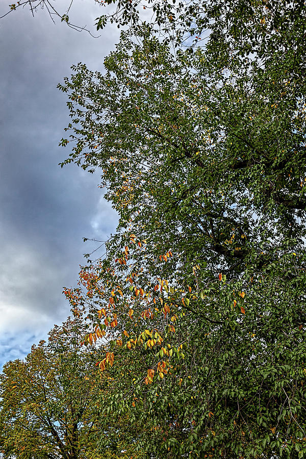 Early Fall Foliage Photograph
