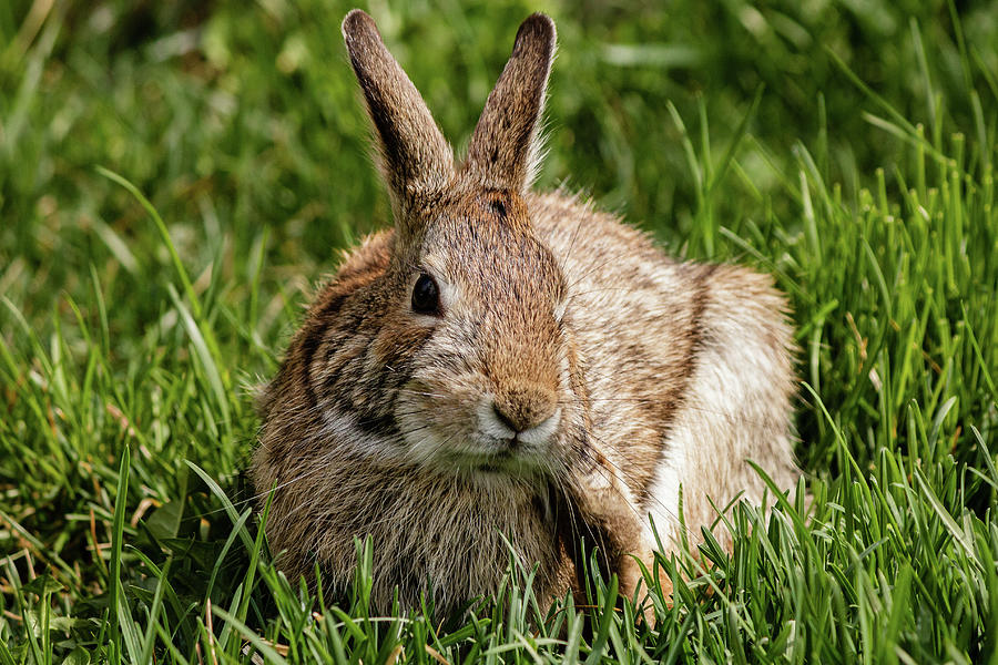 Eastern Cottontail rabbit #9 Photograph by SAURAVphoto Online Store