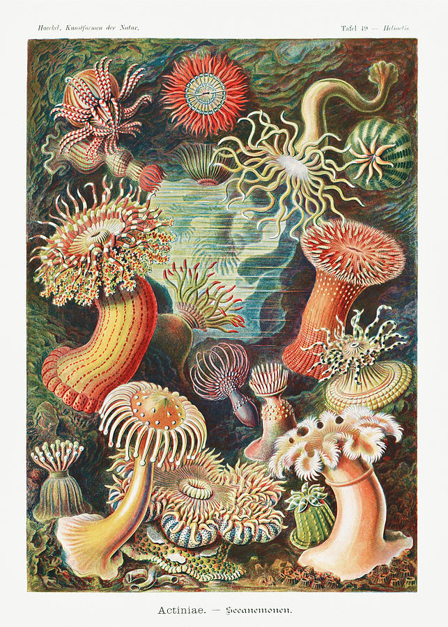 Ernst Haeckel Illustrations #9 Mixed Media by World Art Collective