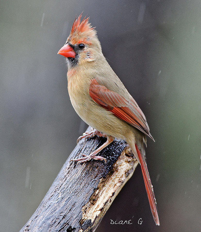 Female Cardinal #9 Photograph by Diane Giurco