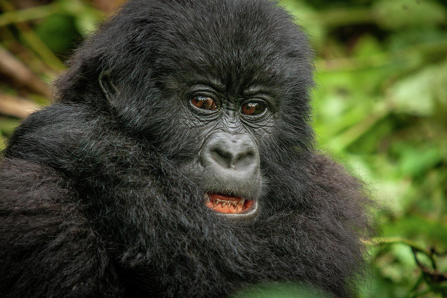 female wild mountain gorilla Virunga park Congo Photograph by Christian ...