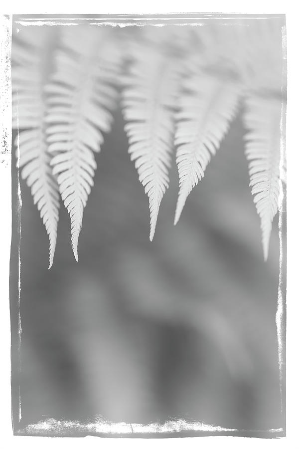 Ferns #9 Photograph by Alan Copson