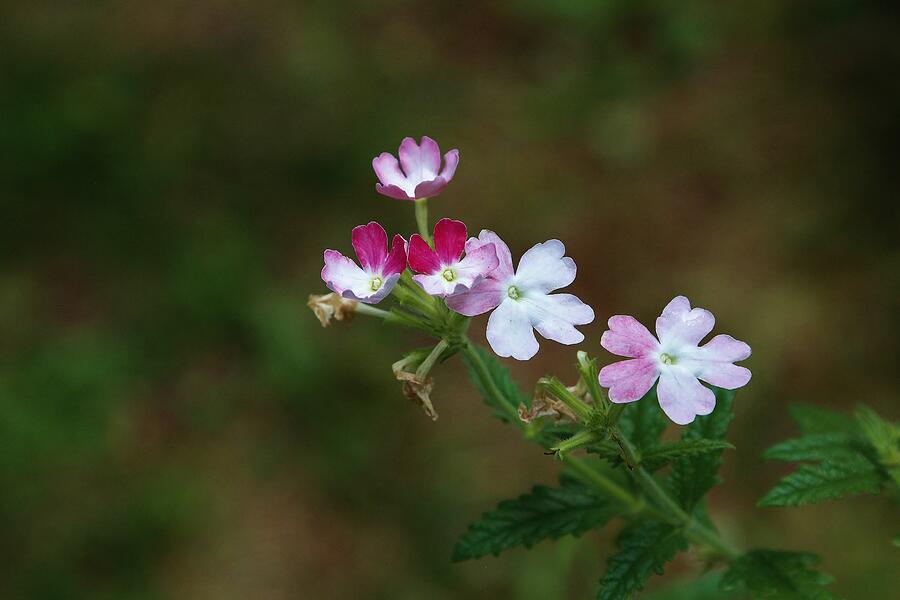 Flower #9 Photograph by John Walsh Flower #9 Photograph by John Walsh