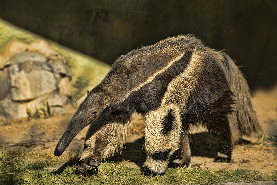Giant Anteater #9 Photograph by Mark Newman