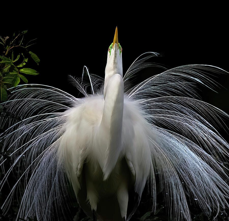 Egret Photograph - Great White Egret #9 by Chris St Michael