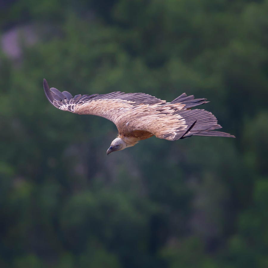 Griffon vulture flying, Drome provencale, France #9 Photograph by Elenarts - Elena Duvernay photo