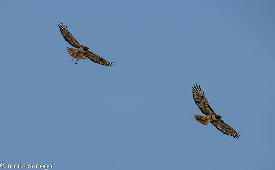 Hawk Courtship Ritual Photograph by Moris Senegor - Fine Art America