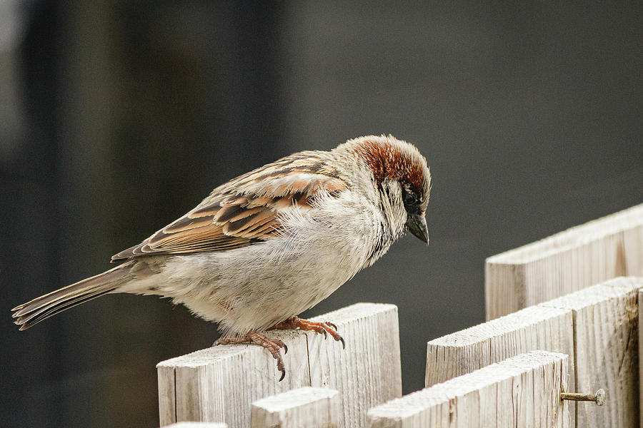 House Sparrow On A Fence Photograph