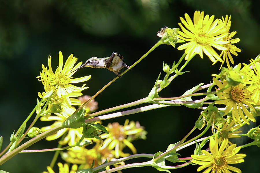 Hummingbird #9 Photograph by Brook Burling