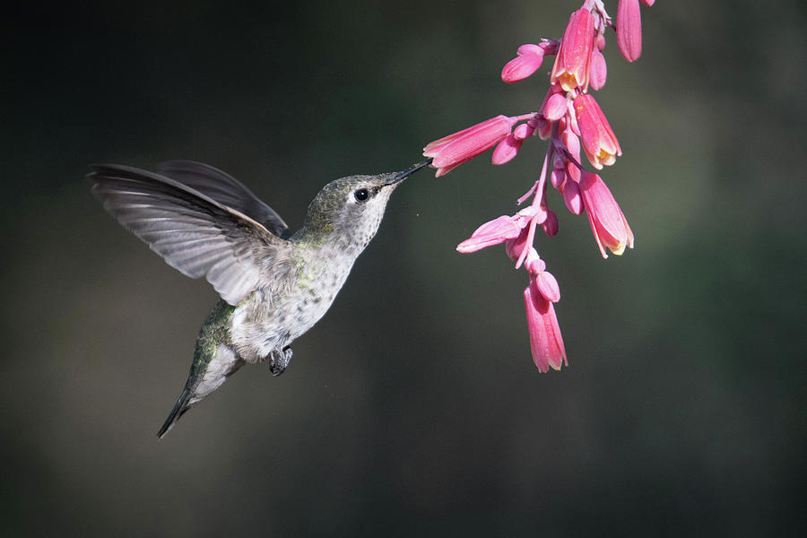 Hummingbird #12 Photograph by Catherine Lau