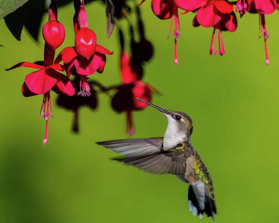 Hummingbird #9 Photograph by Jeffrey PERKINS