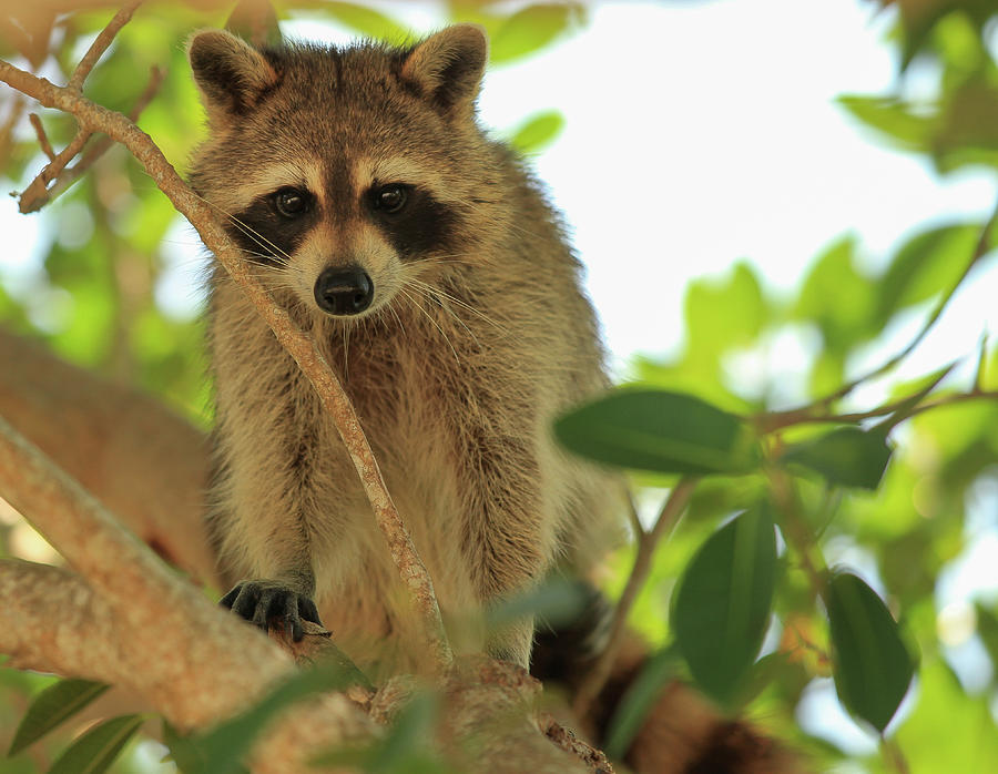 Raccoon Bandit Photograph by Doug McPherson