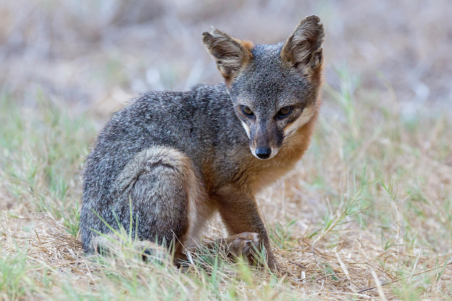 Island Fox - Channel Islands National Park Photograph by Patrick Barron ...