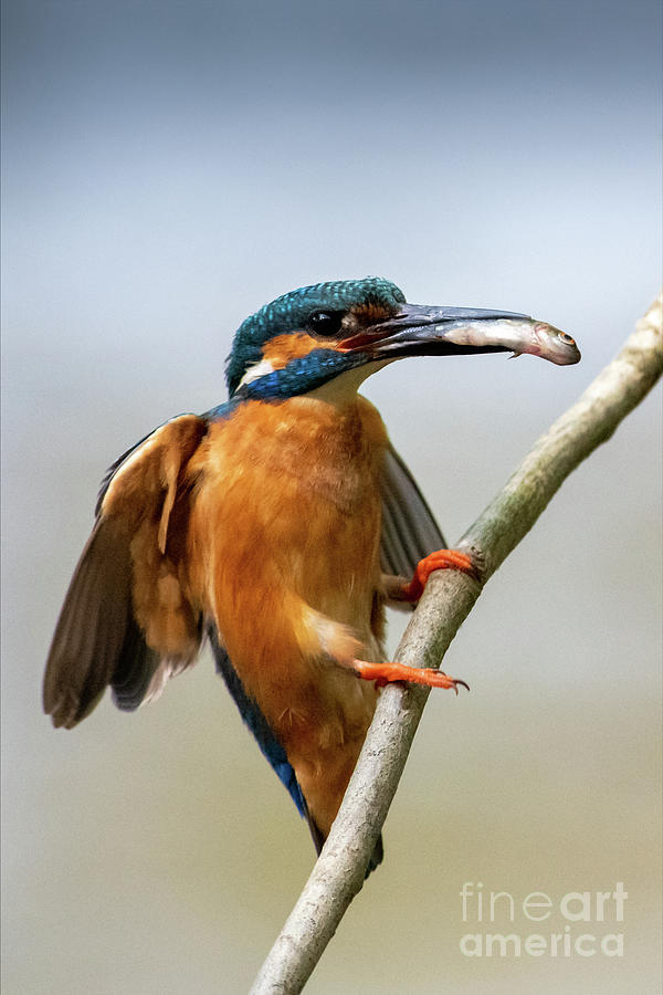 Kingfisher #9 Photograph by Jorgen Norgaard