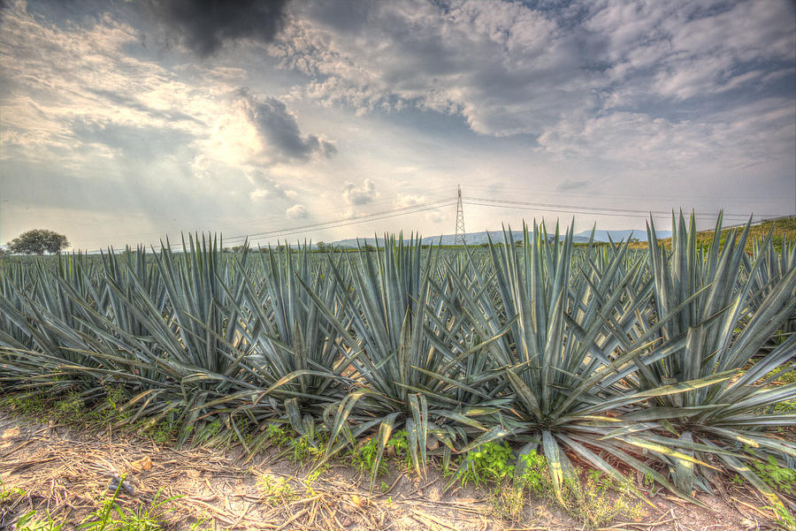 Landscape blue agave #9 Photograph by Showing the world ..