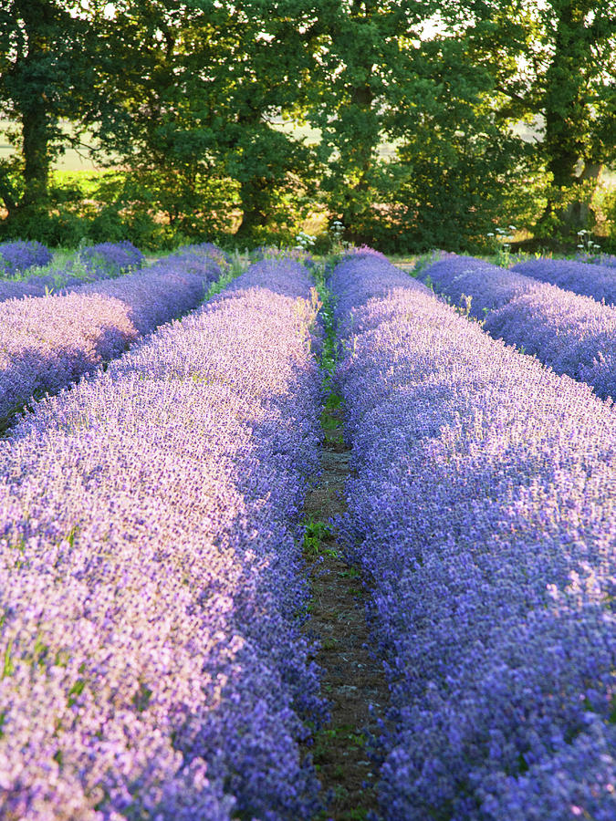 Lavender fields #9 Photograph by Ian Middleton