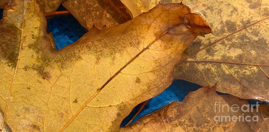 Leaf #9 Photograph by Marc Bittan