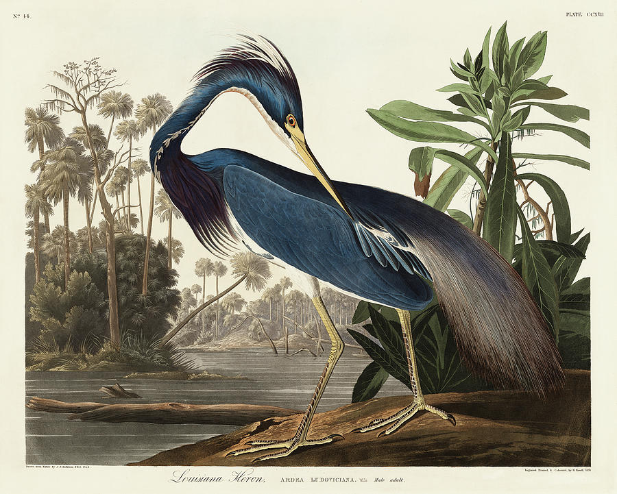 Audubon Birds Drawing - Louisiana Heron #9 by John James Audubon