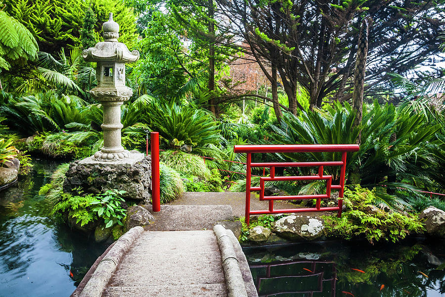 Madeira Botanical Garden Photograph By Halina Jasinska - Fine Art America