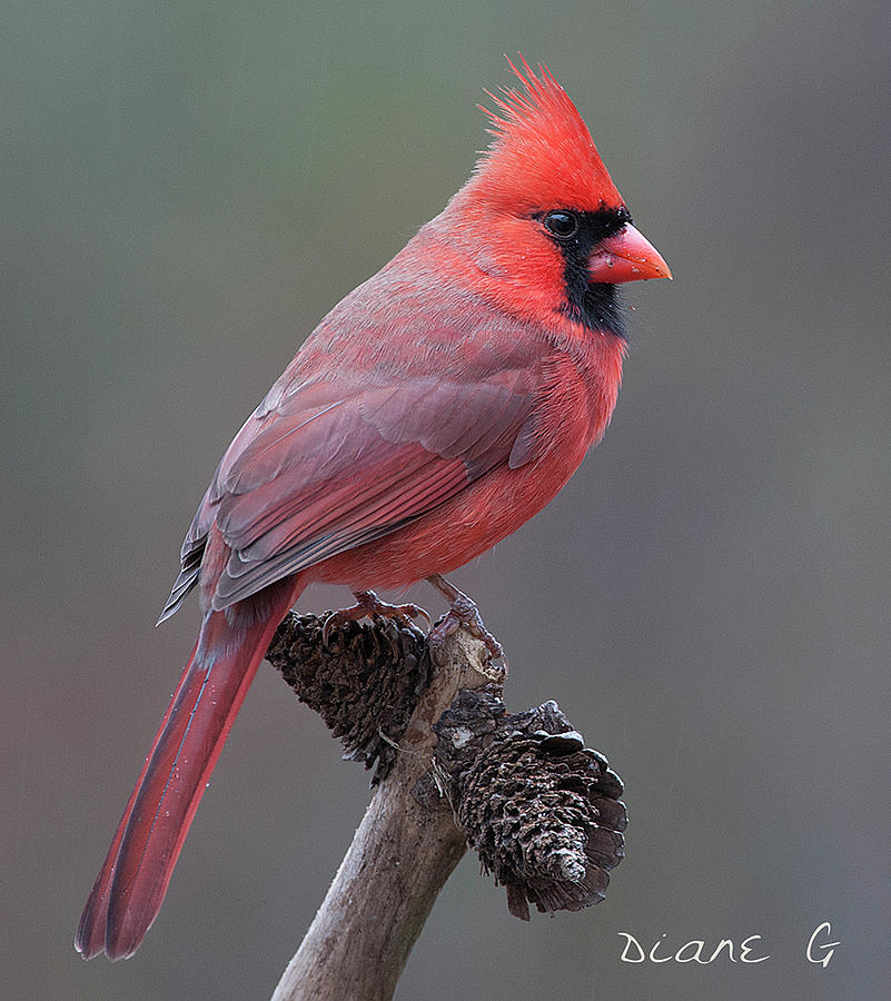 Male Cardinal #9 Photograph by Diane Giurco
