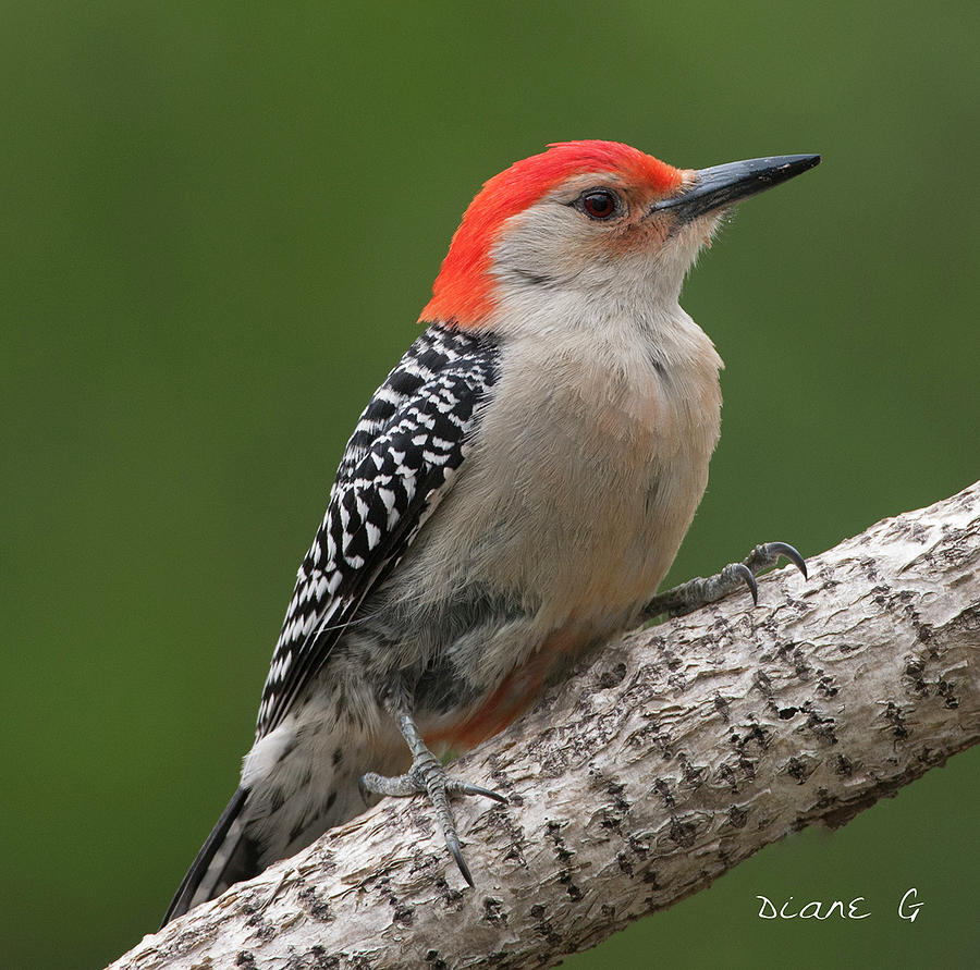 Male Red-bellied Woodpecker #9 Photograph by Diane Giurco