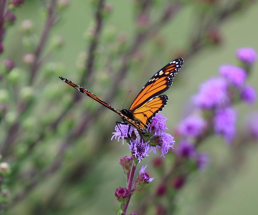 Monarch Butterfly #9 Photograph by John Dart