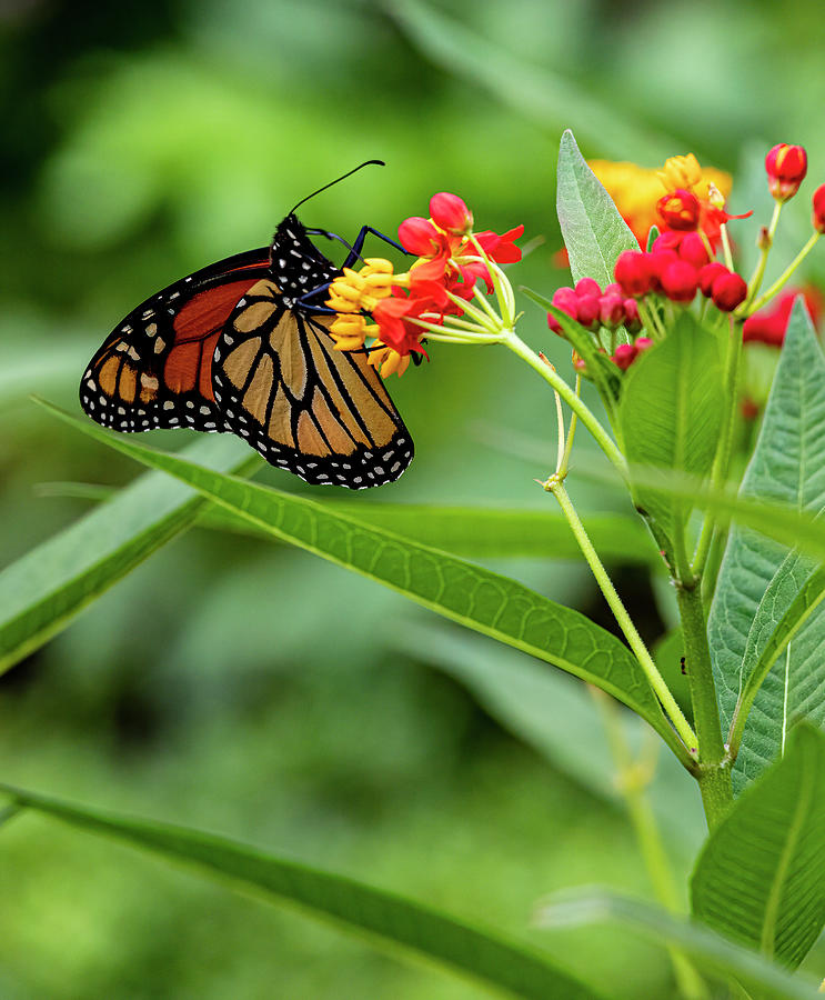 Monarch Butterfly #9 Photograph by Robert Ullmann