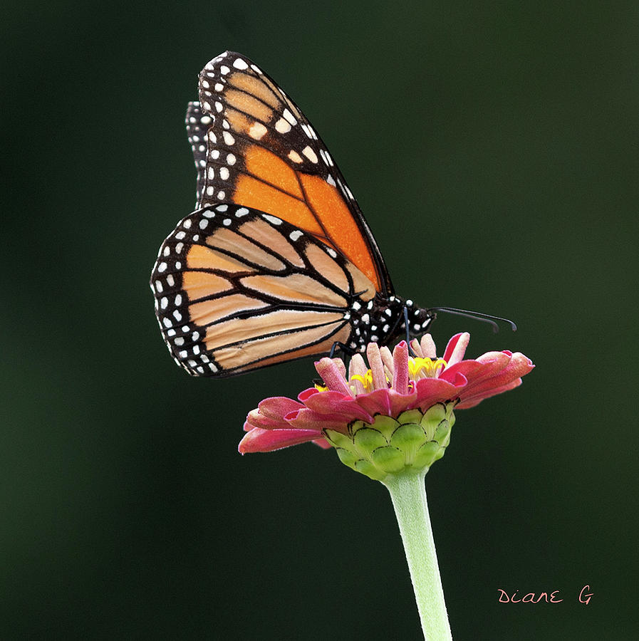Monarch on Zinnia #9 Photograph by Diane Giurco