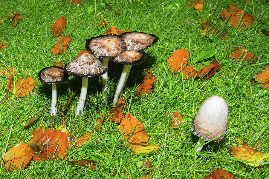 Mushrooms in the forest of Hierden Photograph by Andre De Wit - Fine ...