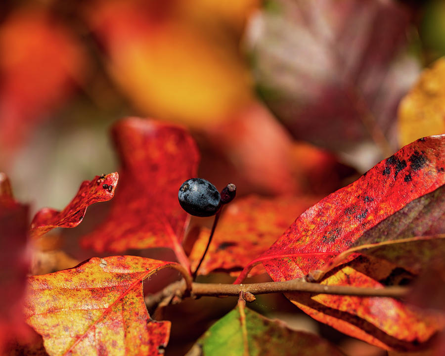 Nature Photography - Fall Leaves Photograph by Amelia Pearn