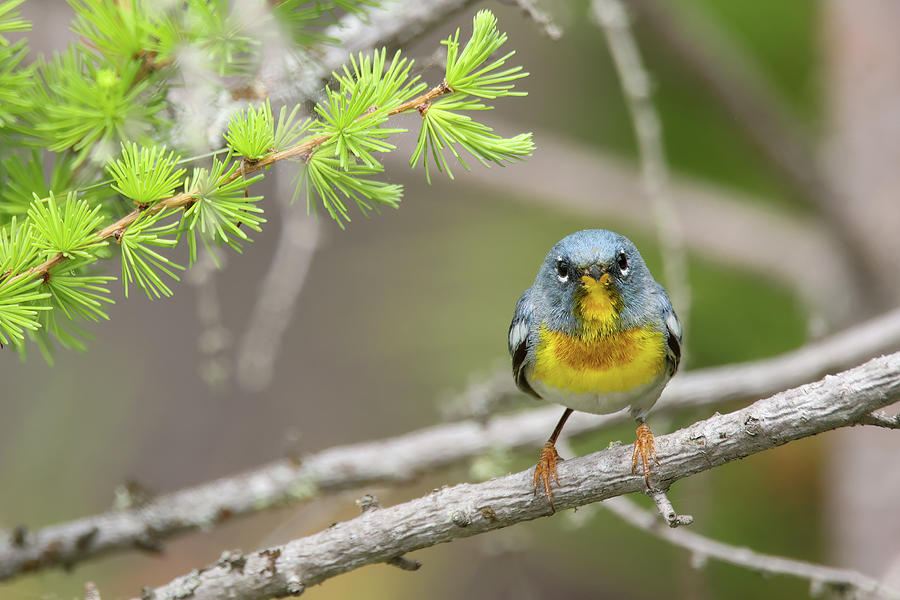 Northern Parula #9 Photograph by Brook Burling