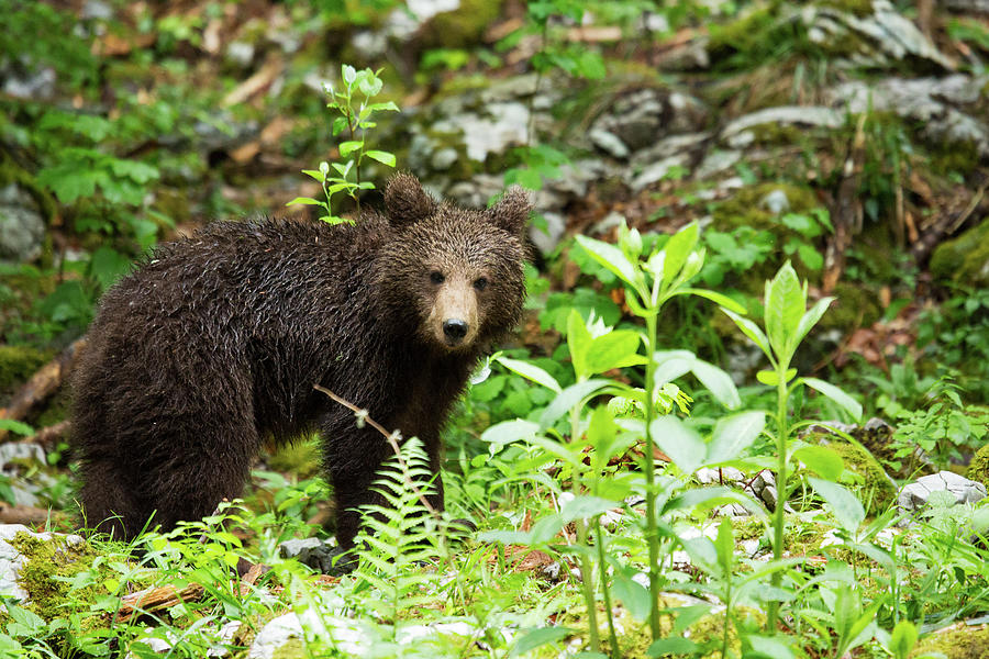 One year old Brown Bear in Slovenia #9 Photograph by Ian Middleton