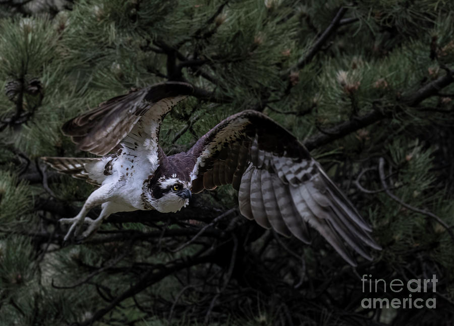 Osprey in Flight Photograph by Steven Krull Osprey in Flight Photograph by Steven Krull