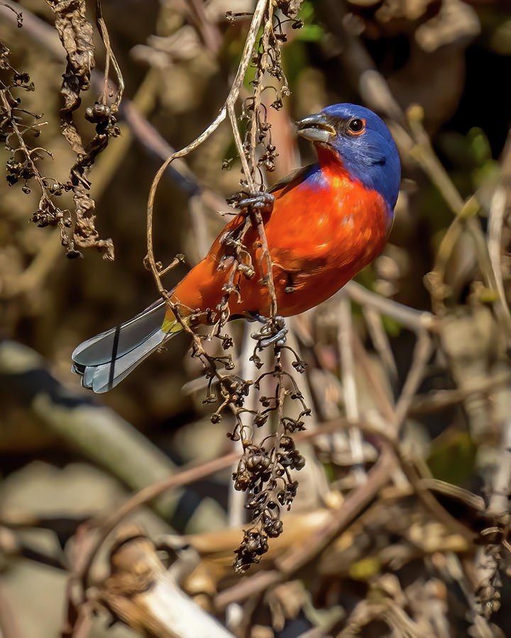 Painted Bunting Feeding on Seeds Photograph by William Krumpelman