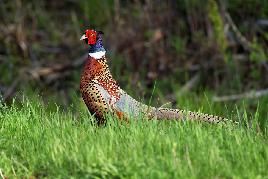 Pheasant #9 Photograph by Brook Burling