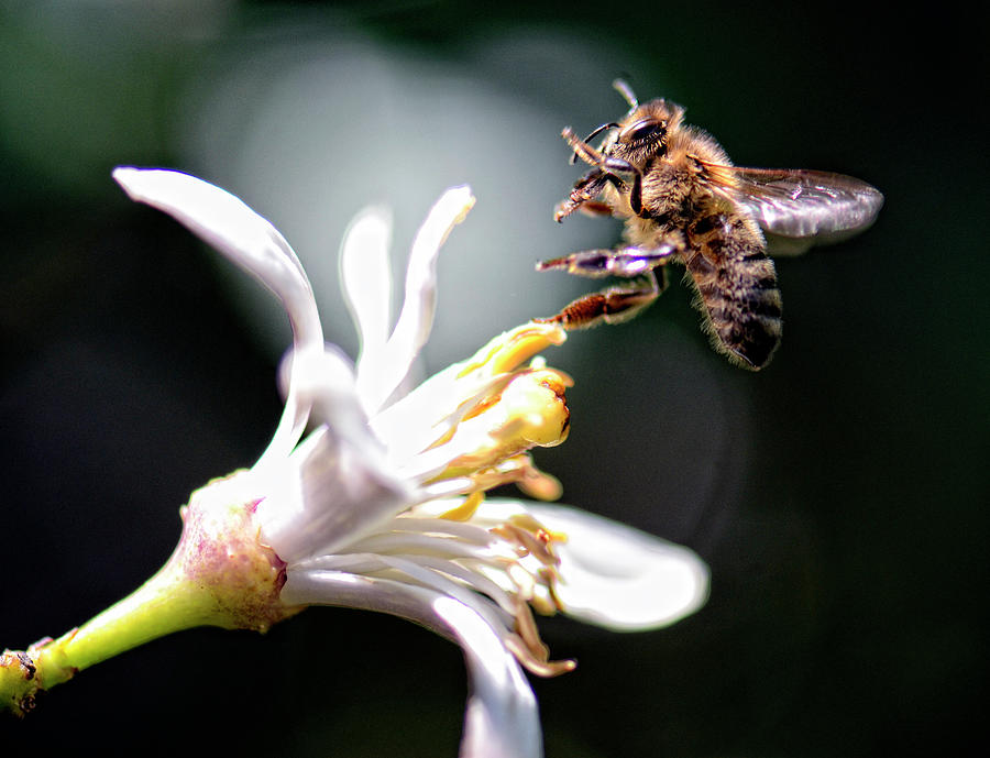 Honey Photograph by Damian Morphou