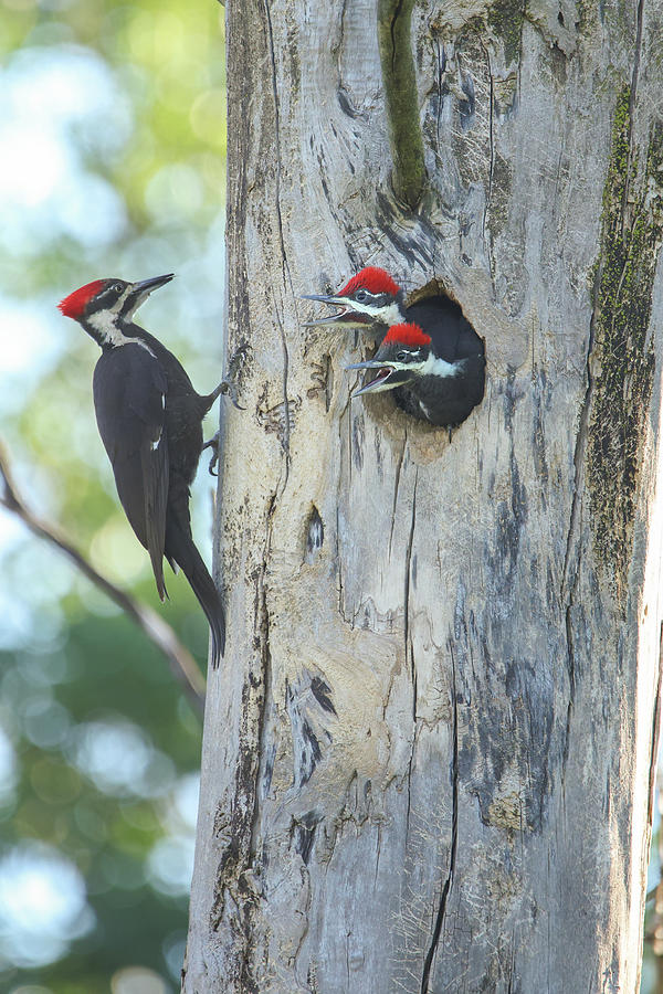 Pileated Woodpecker Family #9 Photograph by Brook Burling