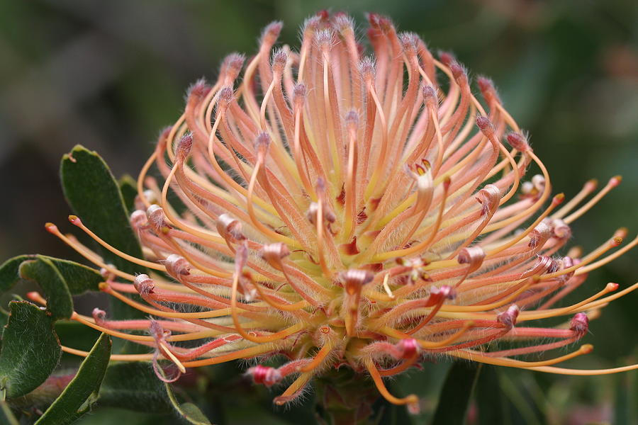 Pincushion Protea #5 Photograph by Aria S - Fine Art America