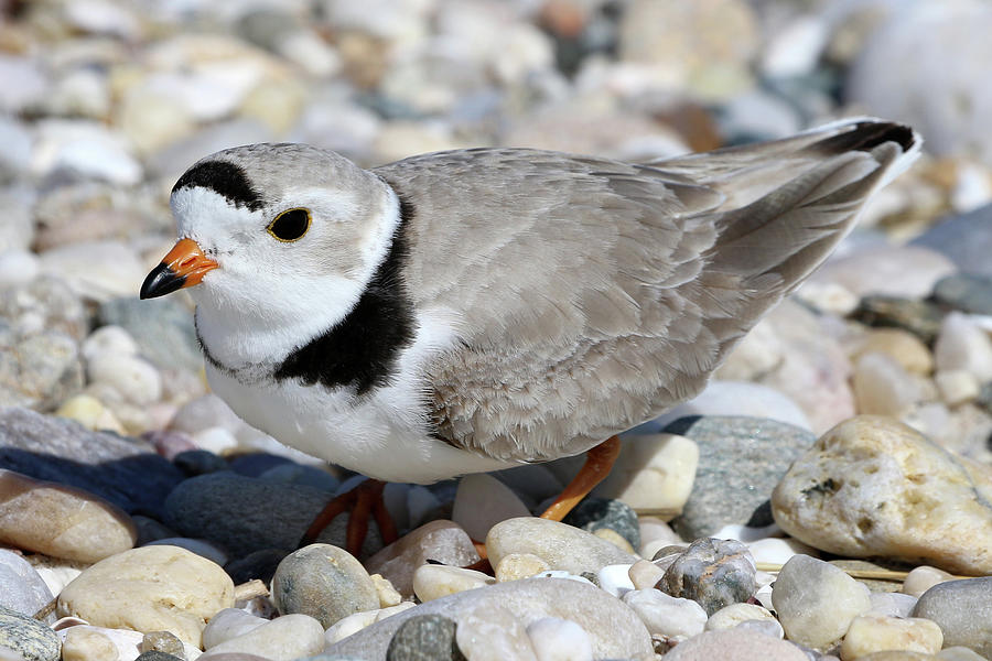 Piping Plover Port Jefferson New York #9 Photograph by Bob Savage