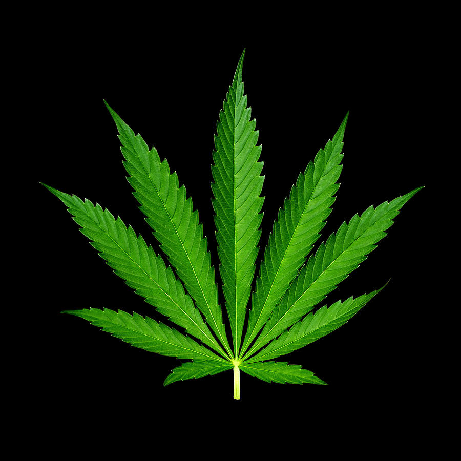 9-Point Cannabis Leaf Black Background Photograph by Luke Moore - Pixels