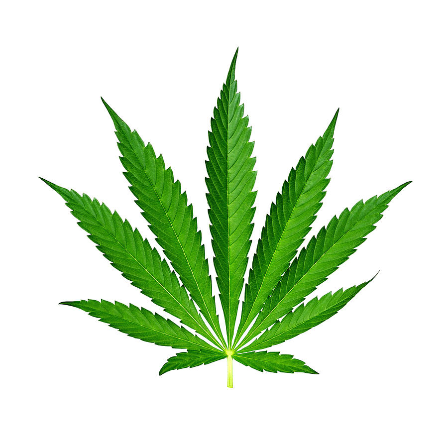 9-Point Cannabis Leaf White Background Photograph by Luke Moore