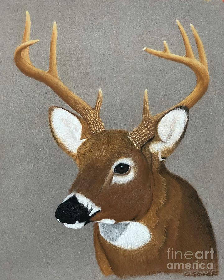 9 Point Whitetail  Drawing by George Sonner