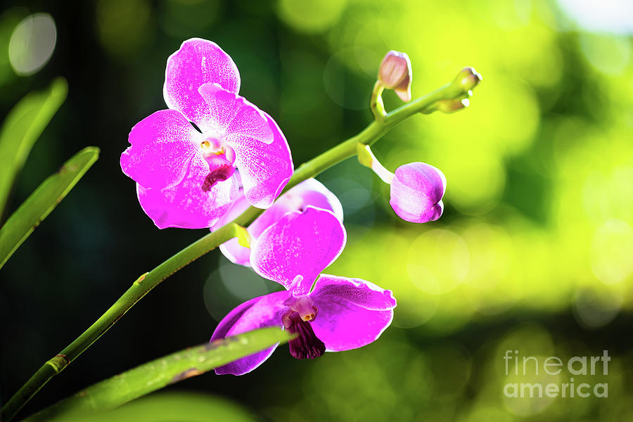 Purple Orchid Flowers #9 Photograph by Raul Rodriguez