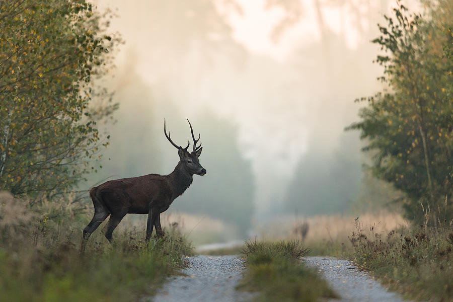 Red deer #9 Photograph by DamianKuzdak